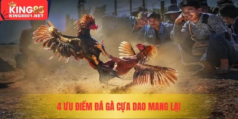 4 ưu điểm đá gà cựa dao mang lại 